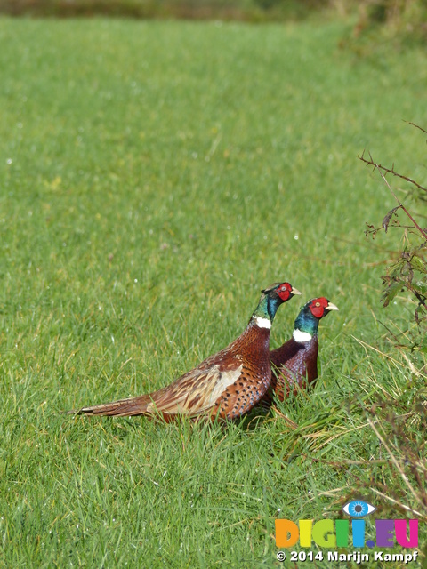 FZ009251 Two male common Pheasants (Phasisnus colchicus) in field